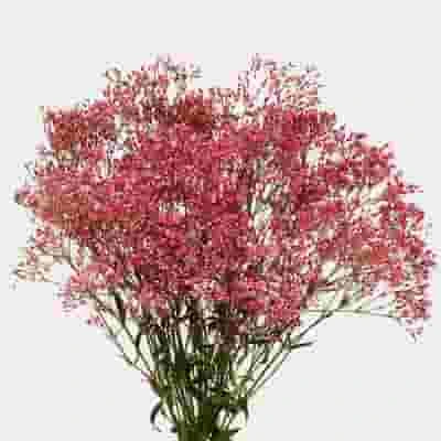 Gypsophila - Tinted Pink Bulk 3 Gypsophila - Tinted Pink Bulk