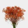 Gypsophila - Tinted Orange Bulk -Flower Plants Sales 2024 09369A Gypsophila Tinted Orange Bulk
