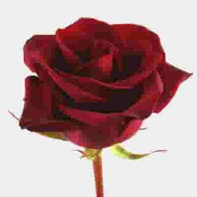 Black Magic Rose 60 Cm. 3 Black Magic Rose 60 Cm.