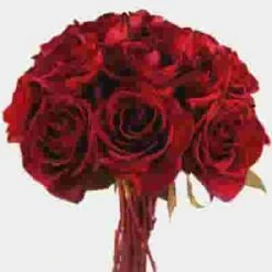 Black Magic Rose 60 Cm. 7 Black Magic Rose 60 Cm. -Flower Plants Sales 2024 09370G Black Magic Rose 60 Cm