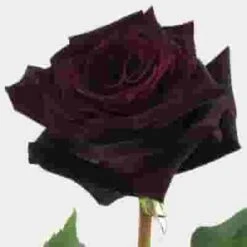 Baccara Black Rose 60 Cm.