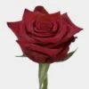 Paris Dark Red Rose 60 Cm. -Flower Plants Sales 2024 09372A Paris Black Rose 60 Cm
