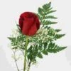 Rose Bouquet 1 Stem - Red Freedom 50 Cm 2 Rose Bouquet 1 Stem - Red Freedom 50 Cm -Flower Plants Sales 2024 09387C Rose Bouquet 1 Stem Red Freedom 50 cm