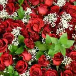 Rose Bouquet 6 Stem - Red Freedom 50cm -Flower Plants Sales 2024 09388B Rose Bqt 6 Stem Red Freedom 50cm