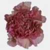 Dusty Pink Fancy Carnation Flower -Flower Plants Sales 2024 09390A Dusty Pink Fancy Carnation Flower