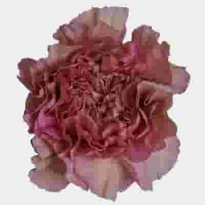 Dusty Pink Fancy Carnation Flower 3 Dusty Pink Fancy Carnation Flower