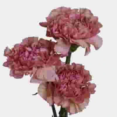 Dusty Pink Fancy Carnation Flower 4 Dusty Pink Fancy Carnation Flower - Image 2