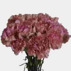 Dusty Pink Fancy Carnation Flower 7 Dusty Pink Fancy Carnation Flower -Flower Plants Sales 2024 09390C Dusty Pink Fancy Carnation Flower