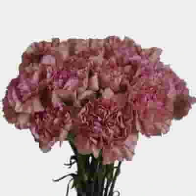 Dusty Pink Fancy Carnation Flower 5 Dusty Pink Fancy Carnation Flower - Image 3