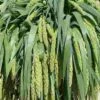 Millet Green Hanging -Flower Plants Sales 2024 09394A Millet Green Hanging