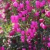 Boronia Hot Pink -Flower Plants Sales 2024 09395A Boronia Hot Pink