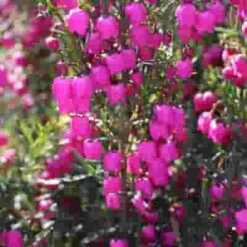 Boronia Hot Pink