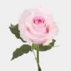 Rose Christa 60cm 1 Rose Christa 60cm -Flower Plants Sales 2024 09457A Rose Christa Bd 60cm