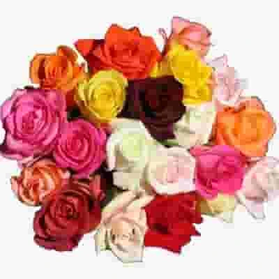 Rose Mix Colors 60cm 3 Rose Mix Colors 60cm