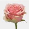 Rose Geraldine 60 Cm -Flower Plants Sales 2024 09465A Rose Geraldine Bd 60 Cm