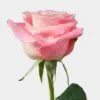 Rose Hermosa 60cm -Flower Plants Sales 2024 09467A Rose Hermosa Bd 60cm