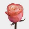 Rose Kahala 50cm 1 Rose Kahala 50cm -Flower Plants Sales 2024 09468A Rose Kahala peach Bd 50cm
