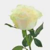 Rose Mondial 60cm 2 Rose Mondial 60cm -Flower Plants Sales 2024 09472C Rose Mondial Bd 60cm