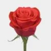 Rose Nina 60 Cm -Flower Plants Sales 2024 09473A Rose Nina Bd 60 Cm