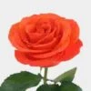 Rose Orange Crush 50cm 1 Rose Orange Crush 50cm -Flower Plants Sales 2024 09474A Rose Orange Crush Bd 50cm