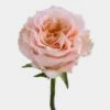 Rose Shimmer 50cm -Flower Plants Sales 2024 09477A Rose Shimmer Bd 50cm
