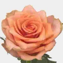 Rose Samba Pa Ti 60cm