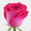 Rose Topaz 50cm 2 Rose Topaz 50cm -Flower Plants Sales 2024 09484A Rose Topaz Bd 50cm