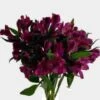 Alstromeria Purple -Flower Plants Sales 2024 09487A Alstromeria Purple