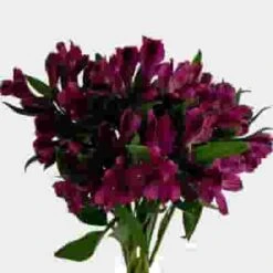 Alstromeria Purple