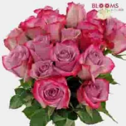 Rose Deep Purple 40cm -Flower Plants Sales 2024 09489C Rose Deep Purple Bd 40cm