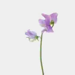 Sweet Pea Lavender (10 Bunches) -Flower Plants Sales 2024 09492C Sweet Pea Lavender 10 Bunches