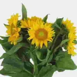 Sunflower Yellow With Green Center - Bulk