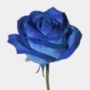 Rose Blue Vendela 60 Cm -Flower Plants Sales 2024 09554A Rose Blue Vendela 60 Cm