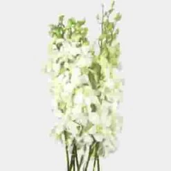 Dendrobium White Bulk