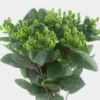 Hypericum Green Bulk -Flower Plants Sales 2024 09566A Hypericum Green Bulk