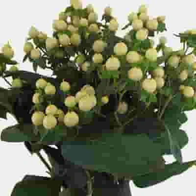 Hypericum White Bulk 3 Hypericum White Bulk