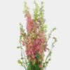 Larkspur Pink Bulk -Flower Plants Sales 2024 09571A Larkspur Pink Bulk