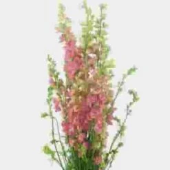 Larkspur Pink Bulk