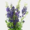 Larkspur Purple Bulk -Flower Plants Sales 2024 09573A Larkspur Purple Bulk