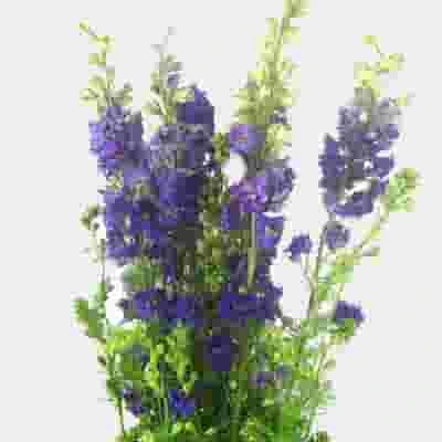 Larkspur Purple Bulk 3 Larkspur Purple Bulk