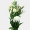 Lisianthus White Bulk -Flower Plants Sales 2024 09577A Lisianthus White Bulk
