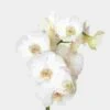 Phalaenopsis White Bulk -Flower Plants Sales 2024 09583A Phalaenopsis White Bulk