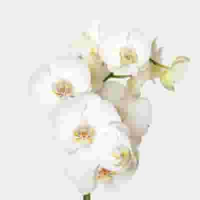 Phalaenopsis White Bulk 3 Phalaenopsis White Bulk
