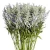 Solidago Tinted Silver Bulk -Flower Plants Sales 2024 09598A Solidago Tinted Silver Bulk