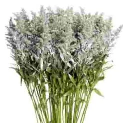 Solidago Tinted Silver Bulk
