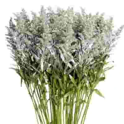Solidago Tinted Silver Bulk 3 Solidago Tinted Silver Bulk
