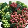 Hypericum Holiday Pack Bulk 1 Hypericum Holiday Pack Bulk -Flower Plants Sales 2024 09600A Hypericum Holiday Pack Bulk