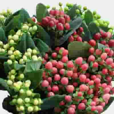 Hypericum Holiday Pack Bulk 3 Hypericum Holiday Pack Bulk