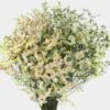 Limonium Sinensis White Bulk -Flower Plants Sales 2024 09601C Limonium Sinensis White Bulk