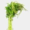 Amaranthus Green Hanging 70cm -Flower Plants Sales 2024 09604A Amaranthus Green Hanging 70cm 10stms